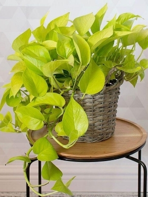 Golden Money plant with pot