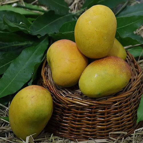 Fresh Mango