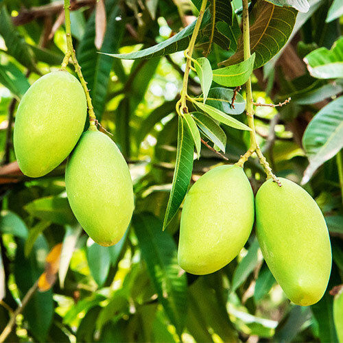 Green Dasheri Mango