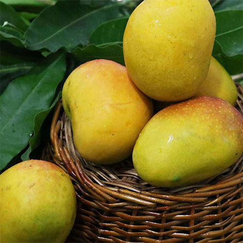 Green Himayath Mango