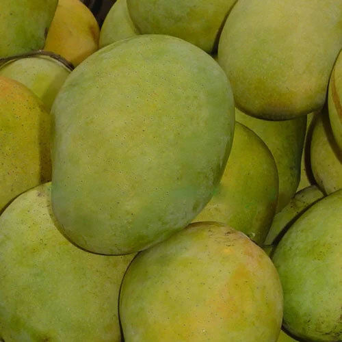 Green Langra Mango