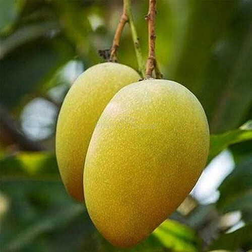 Yellow Mallika Mango