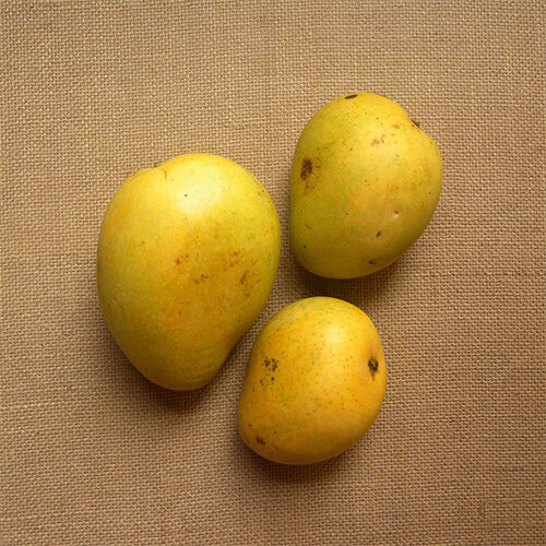 Safeda Mango