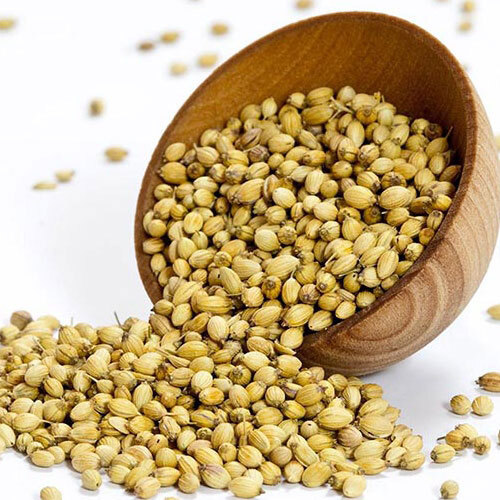 Green Coriander Seeds