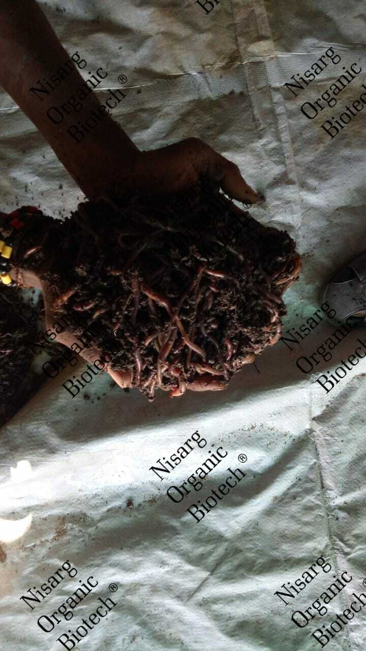 Vermi Compost Fertilizer