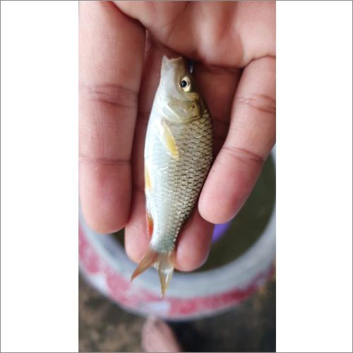 Amur Fish Seed