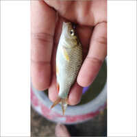 Amur Fish Seed