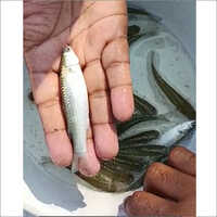 Black Carp Fish Seed
