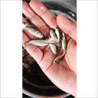 Brigade Fish Seed
