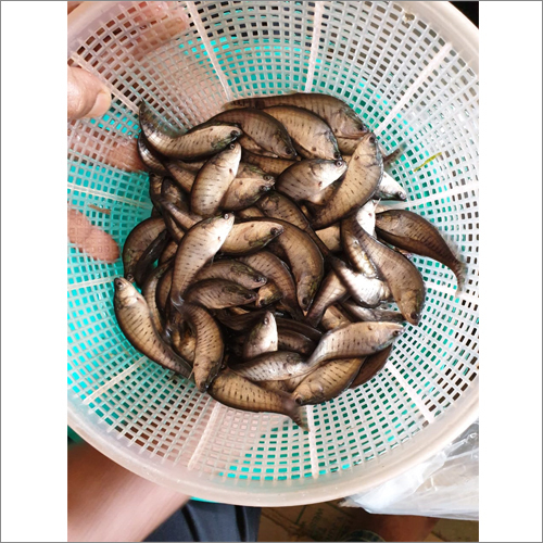 Chital Fish Seed
