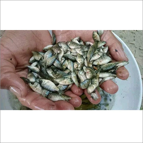 Monosex Talapia Fish Seed