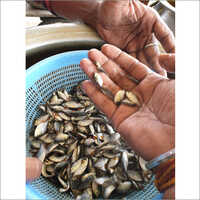Rupchand Fish Seed