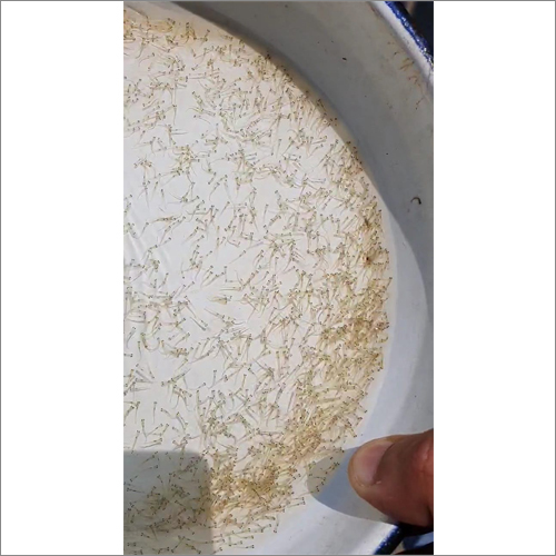 Spawn Fish Seed