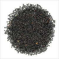 Mustard Rajgira And Wheat Seeds