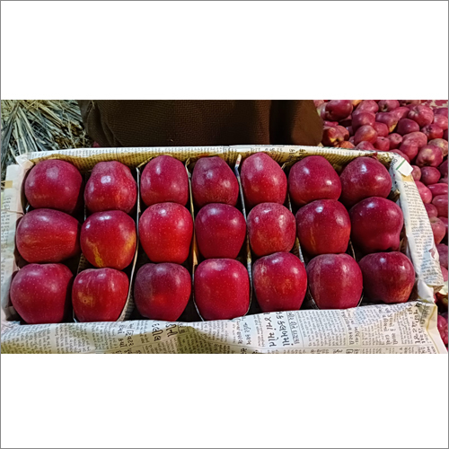 Delicious Apple Fruit