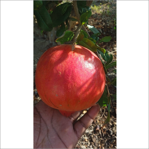 Fresh Pomegranates