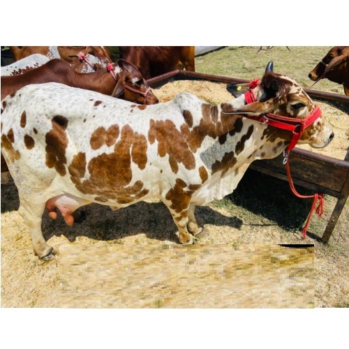 Rathi Cow - Color: Brown