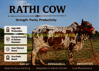 Rathi Cow - Color: Brown