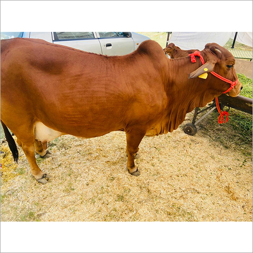 Dairy Sahiwal Cow - Color: Brown