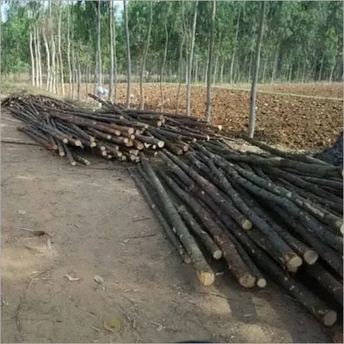 Casuarina Poles