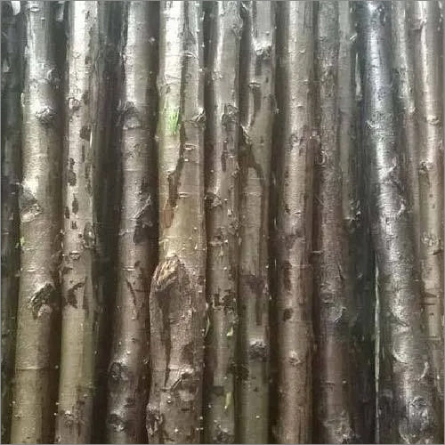 Wood Pole