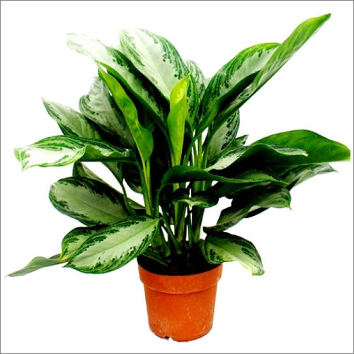 Aglaonema Green Plant