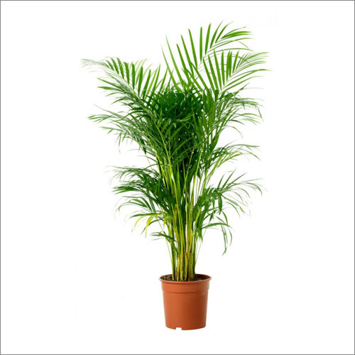 Areca Palm Plant