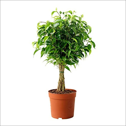 Green Ficus Black Plant