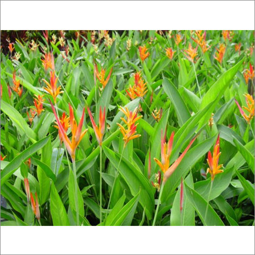 Heliconia Psittacorum Plant