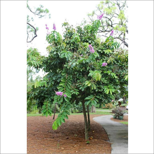 Lagerstroemia  Speciosa Plant