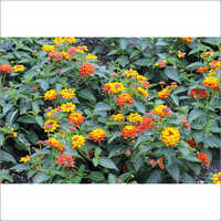 Green Lantana Camara Plant
