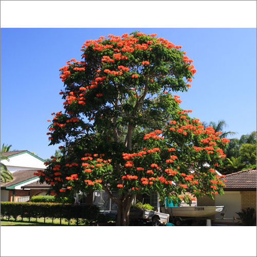 Green Spathodea Campanulata Plant