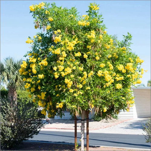 Green Tecoma Stans Plant