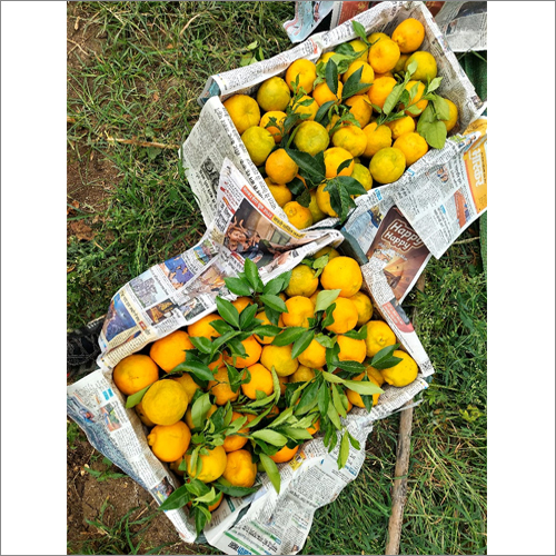 Fresh Sweet Orange Fruit