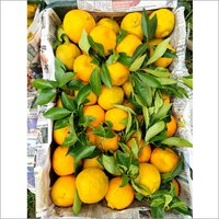 Fresh Sweet Orange Fruit