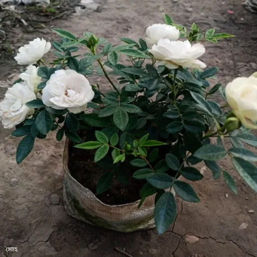 White Rose Plants - Breed: Different Available