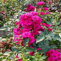 Pink Rose Plant