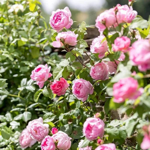 Climbing Rose Plant - Breed: Different Available