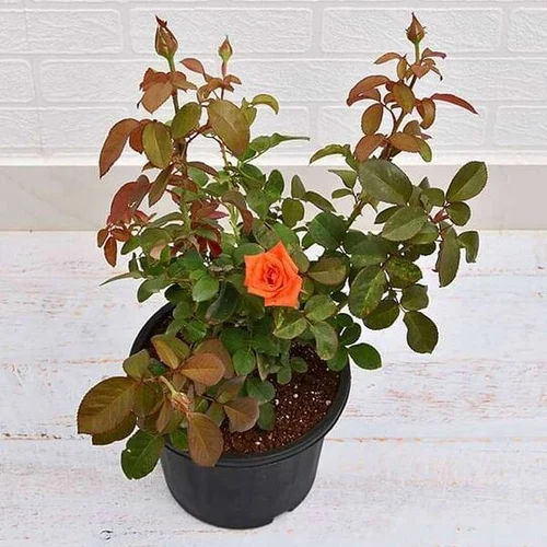 Orange Rose Plant