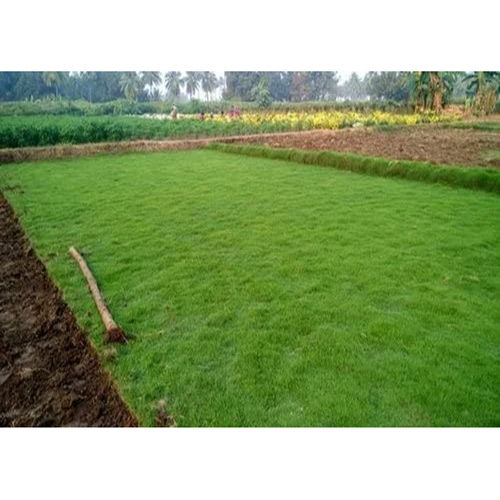 6Mm Green Lawn Grass - Breed: Different Available