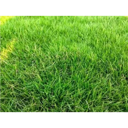 Natural Lawn Grass - Breed: Different Available