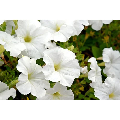 White Petunia Flower Plant - Breed: Different Available