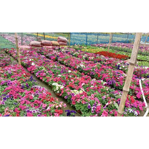 Multicolor Petunia Flower Plant - Breed: Different Available