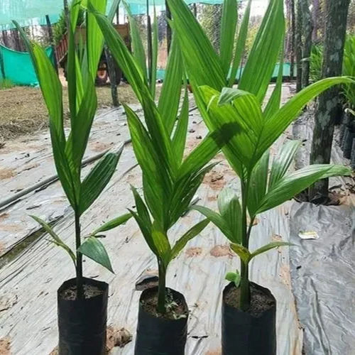 Hybrid Arecanut Plant - Breed: Different Available