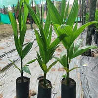 Arecanut Plant