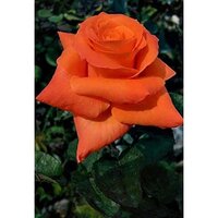 Orange Rose Plant