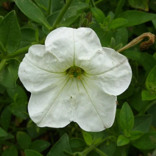 Petunia Plant