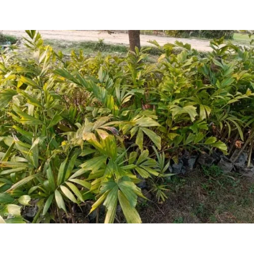 Hybrid Arecanut Plant