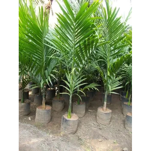 Hybrid Arecanut Plant