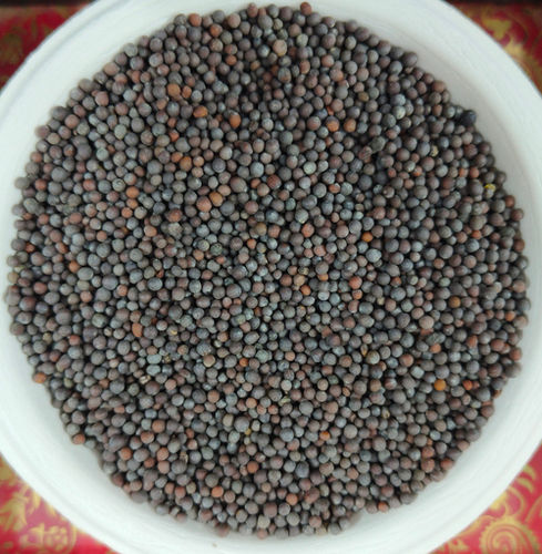 Black Bold Mustard Seeds Grade: Food Grade